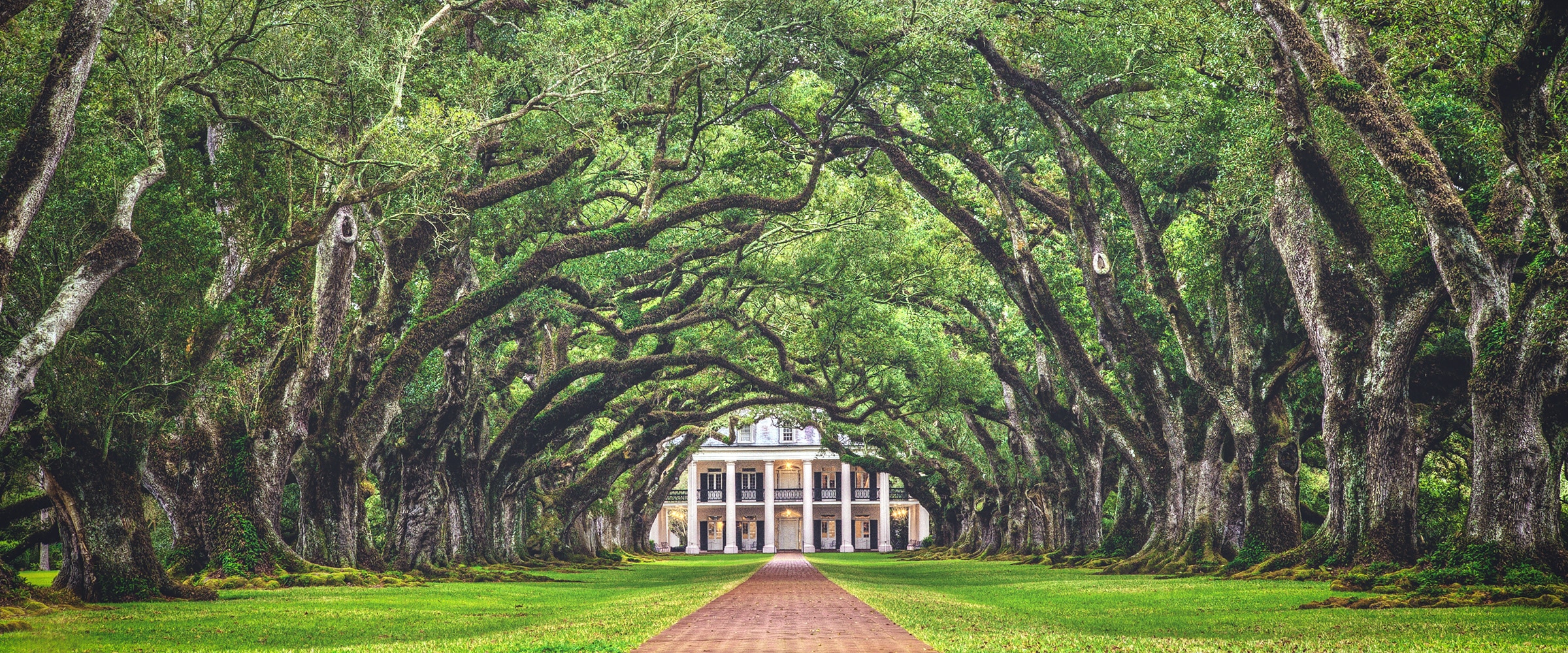 Photo of a tree lined plantation.